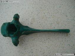 绿骨头,探寻神秘生物的奥秘之旅